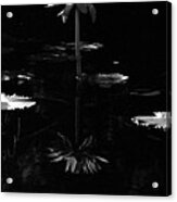 Infrared - Water Lily 03 Acrylic Print