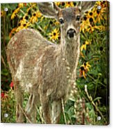 Innocent Fawn And Flowers Acrylic Print