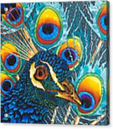 Insane Peacock Acrylic Print