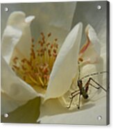 Insect On A Soft Rose Acrylic Print
