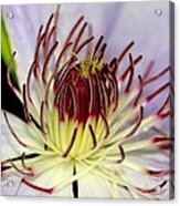 Inside A Clematis Acrylic Print