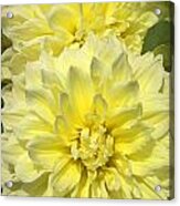 Intense Yellow Dahlias Acrylic Print