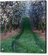 Into The Cherry Orchard At Evening Acrylic Print