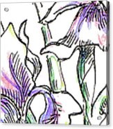 Iphone-case-flowers-iris2 Acrylic Print