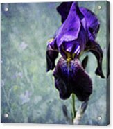 Iris - Purple And Blue - Flowers Acrylic Print