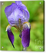 Iris And The Dragonfly 3 Acrylic Print