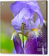 Iris And The Dragonfly 4 Acrylic Print