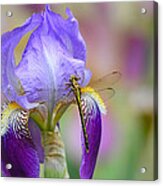 Iris And The Dragonfly 6 Acrylic Print