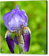 Iris And The Dragonfly 7 Acrylic Print