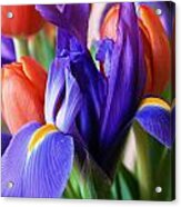Iris And Tulips Acrylic Print