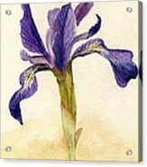 Iris Acrylic Print