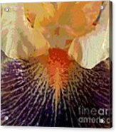 Iris Beard Acrylic Print