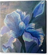 Iris Blue Acrylic Print