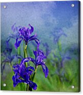 Iris Garden Acrylic Print