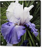 Iris Lavender And White Floral Photograph Acrylic Print