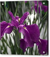 Iris On Pond's Edge Acrylic Print