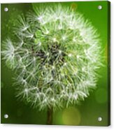 Irish Dandelion Acrylic Print