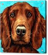 Irish Setter Portrait Acrylic Print