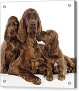 Irish Setter Puppies With Mother Acrylic Print