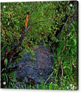 Isabel Creek Acrylic Print