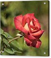 Isolated Rose In Sunlight Acrylic Print
