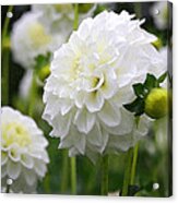 Its Another Dahlia Dahling Acrylic Print