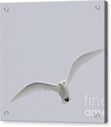 Ivory Gull In Flight Acrylic Print