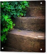 Ivy Beside Steps Acrylic Print