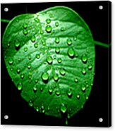 Ivy Rain Acrylic Print