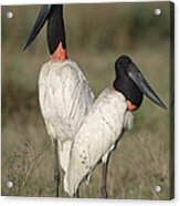 Jabiru Stork Pair Courting Pantanal Acrylic Print