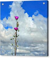 Jack And The Rose Stock Acrylic Print