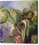 Jack In The Pulpit Acrylic Print