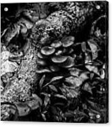 Jack O Lantern Mushroom Acrylic Print