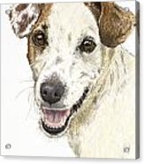 Jack Russell Terrier Portrait Acrylic Print
