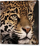 Jaguar Portrait Acrylic Print