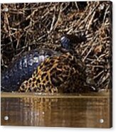 Jaguar Vs Caiman 3 Acrylic Print