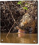 Jaguar Vs Caiman Acrylic Print