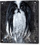 Japanese Chin Acrylic Print