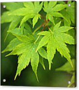 Japanese Elm Acrylic Print