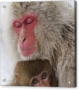 Japanese Macaque Mother And Baby Acrylic Print