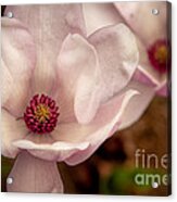 Japanese Magnolia Acrylic Print