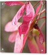 Japanese Maple Keys Acrylic Print