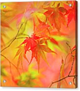 Japanese Maple Tree Leaves - Acer Acrylic Print