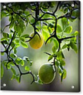 Japanese Orange Tree Acrylic Print