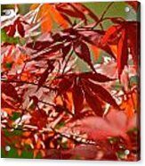 Japanese Red Leaf Maple Acrylic Print