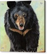 Jasper Moon Bear - In Support Of Animals Asia Acrylic Print