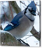 Jay #5 Acrylic Print