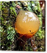 Jelly Ball Fungi Acrylic Print