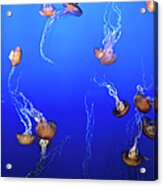 Jellyfish In Monterey Bay Aquarium Acrylic Print