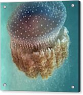 Jellyfish - Phylorhiza Punctata Acrylic Print